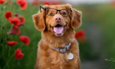 Cães entendem o significado de algumas palavras, indica estudo