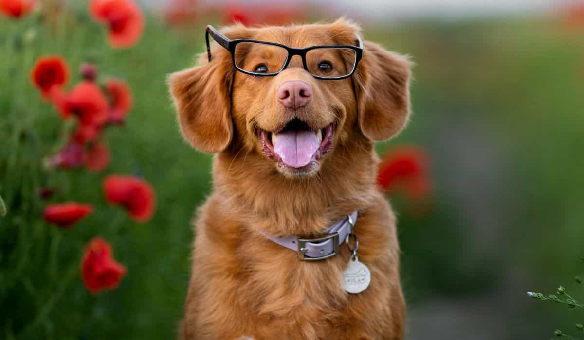 Honden begrijpen de betekenis van sommige woorden, blijkt uit onderzoek