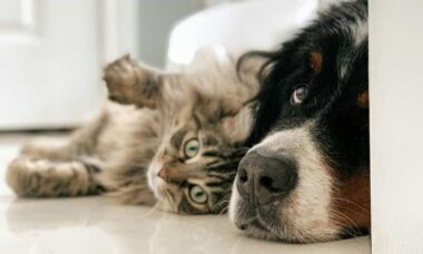 Saiba como proteger seu cão ou gato contra doenças renais