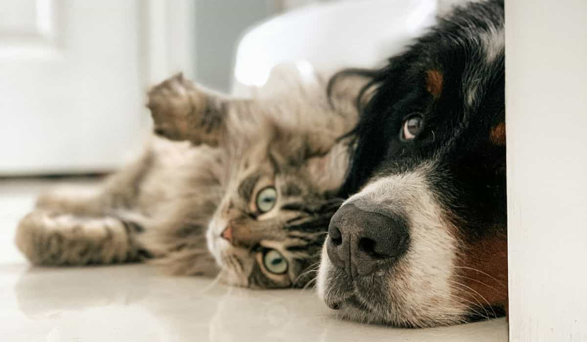 Erfahren Sie, wie Sie Ihren Hund oder Ihre Katze vor Nierenerkrankungen schützen können