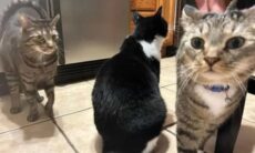 Ilusão de ótica com gato 'cortado ao meio' viraliza e intriga a internet