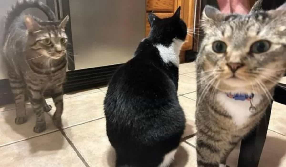 Optisk illusjon med katt 'kuttet i to' går viralt og forvirrer internett