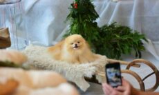 Nova versão do iOS reconhece o seu pet; saiba como marcá-lo nas imagens