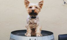 Upptäck 9 oumbärliga tips för de som överväger att skaffa ett husdjur för första gången i livet. Foto: Reproduktion Giorgio Trovato/Unsplash