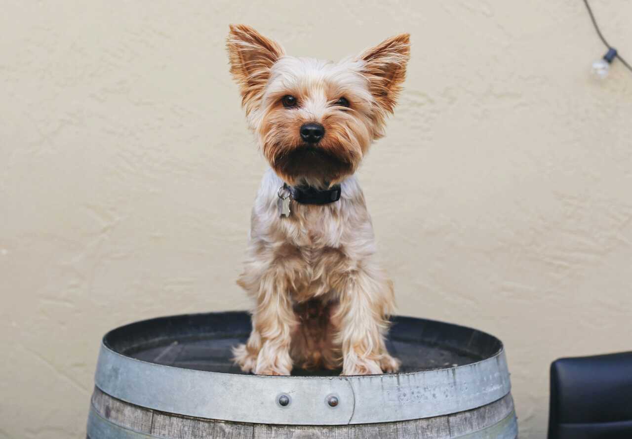 Discover 9 indispensable tips for those considering getting a pet for the first time in their life. Photo: Reproduction Giorgio Trovato/Unsplash
