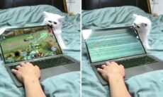 Vídeo impressionante reúne os gatos mais destruidores do planeta