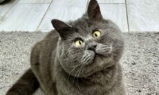 Conheça Fedja, o gato estrábico que virou celebridade nas redes