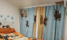 Märkligt nog tålde gardinen mirakulöst attacken från klättrande katter. Foto: Reproduktion Instagram