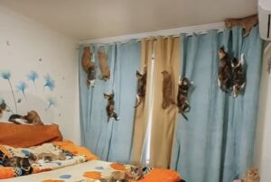 Märkligt nog tålde gardinen mirakulöst attacken från klättrande katter. Foto: Reproduktion Instagram