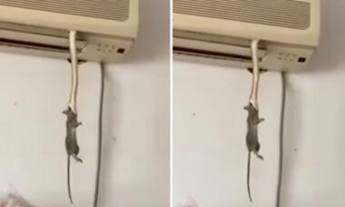 Vídeo impressionante: cobra sai de ar-condicionado e captura rato dentro de casa