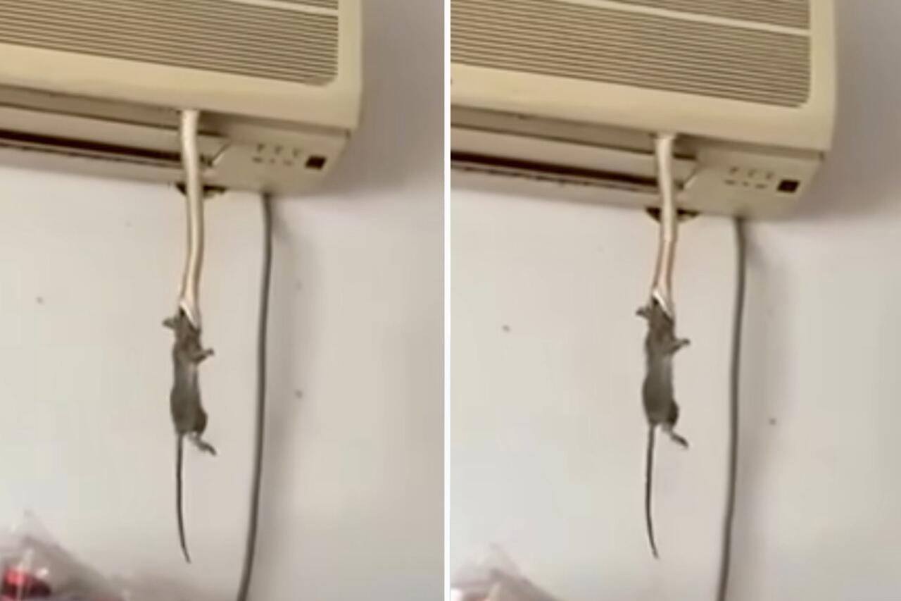 Imponerande video: orm kommer ut från luftkonditioneringen och fångar en råtta inomhus