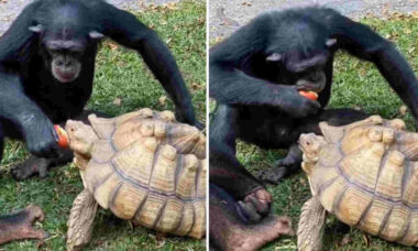 Vídeo fofo: macaco generoso compartilha maçã com tartaruga
