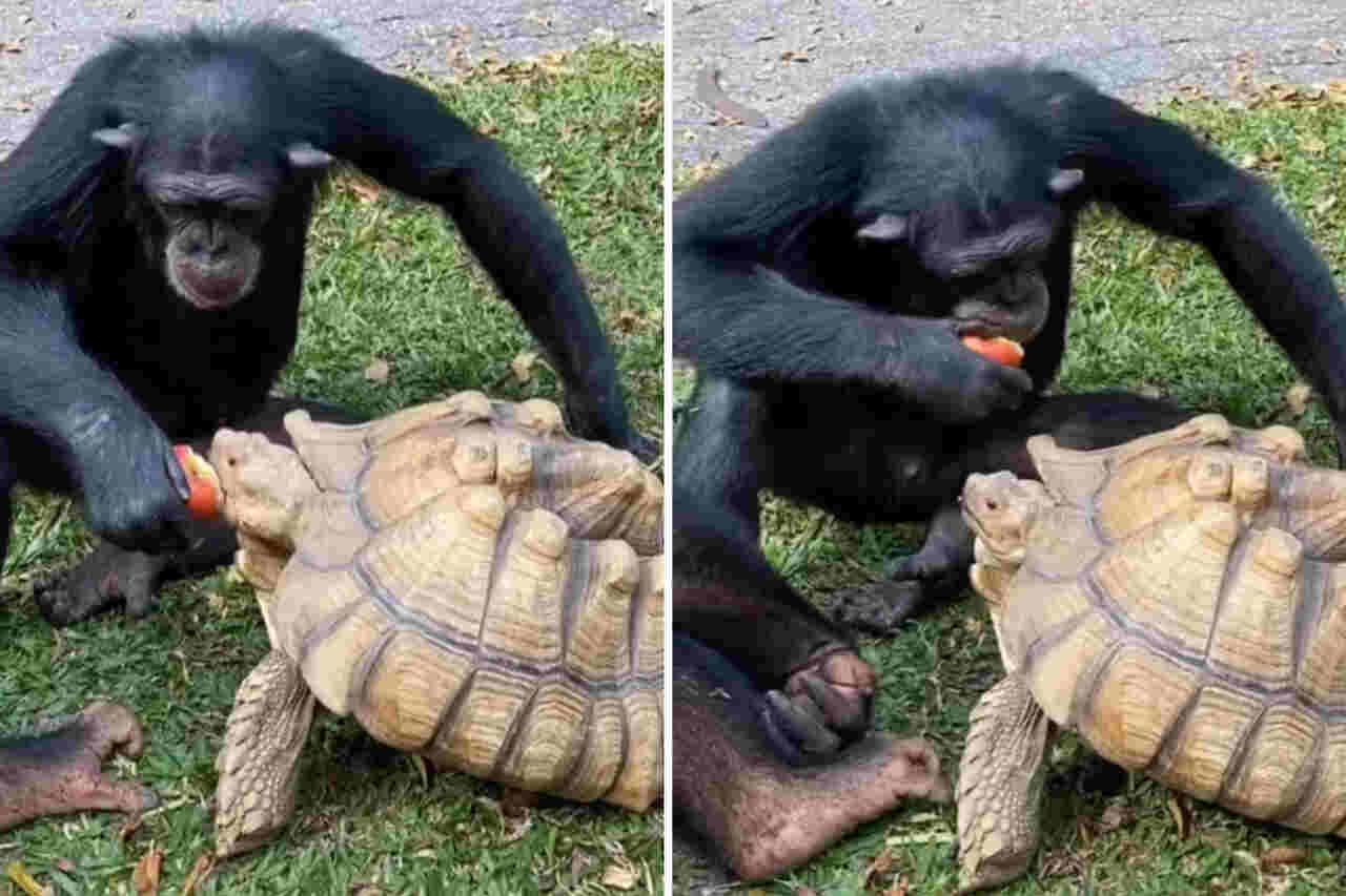 Schattige video: vrijgevige aap deelt appel met schildpad