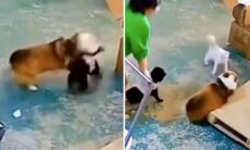 Vídeo violento: após atacar cãozinho, cachorro grande leva surra de gato