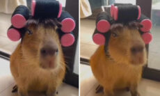 Vídeo divertido registra a capivara mais vaidosa do mundo