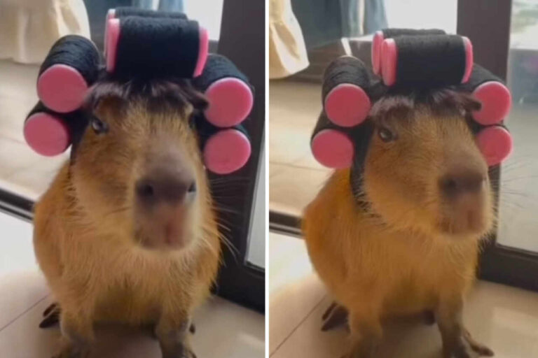 Funny video captures the world\u0026#39;s most vain capybara - Pet e pop