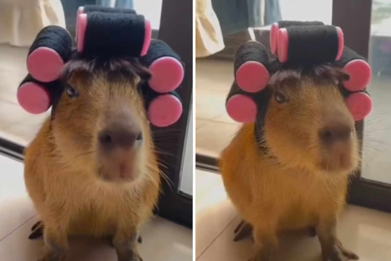 Morsom video registrerer verdens mest selvopptatte kapibara