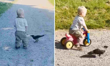 Kolla in det söta ögonblicket: 2-årig pojke och kråka är bästa vänner. Foto: Reproduktion Instagram