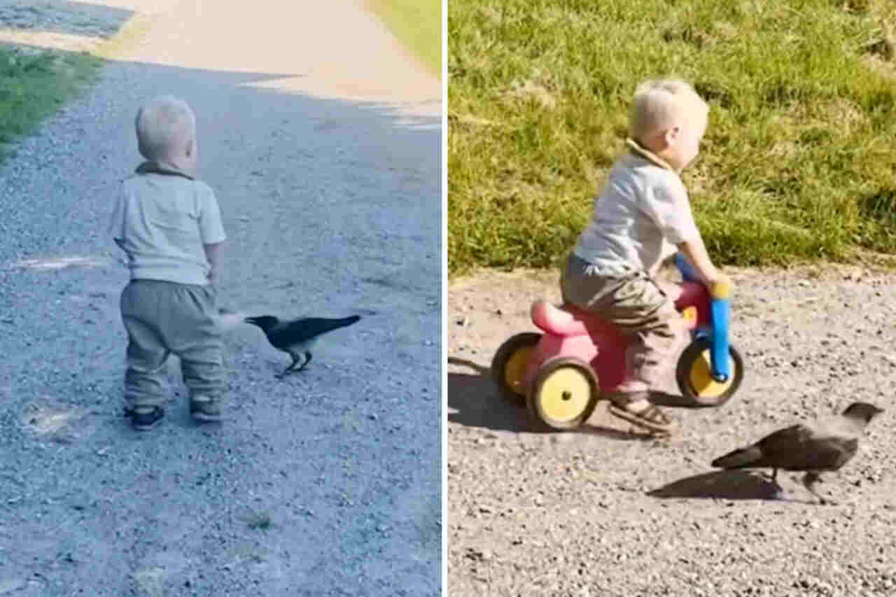 Schau dir den süßen Moment an: 2-jähriger Junge und Rabe sind beste Freunde. Foto: Wiedergabe Instagram