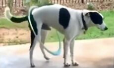 En rolig hund som leker med en hula hoop är för rolig. Foto: Instagram Reproduktion