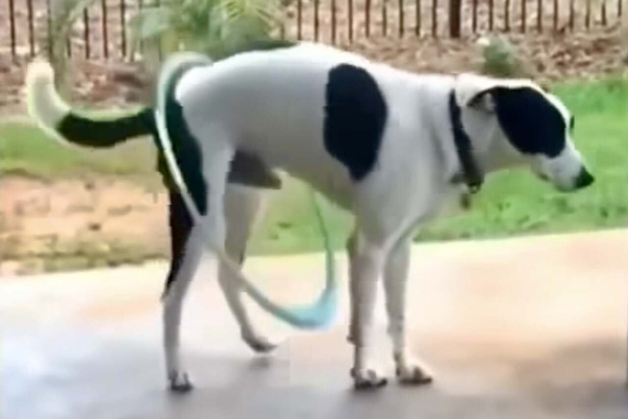 Ein lustiger Hund, der mit einem Hula-Hoop-Reifen spielt, macht zu viel Spaß. Foto: Instagram-Wiedergabe