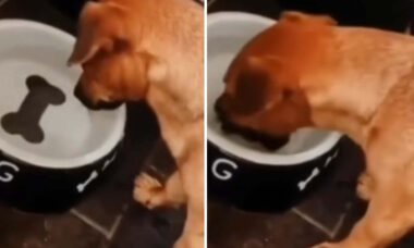 Vídeo hilário: cachorrinho tenta pegar 'osso' no fundo do pote e viraliza