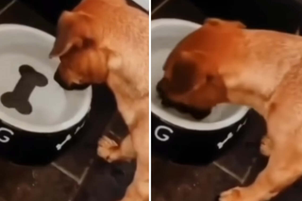 Hilarious video: Puppy tries to grab 'bone' at the bottom of the bowl and goes viral