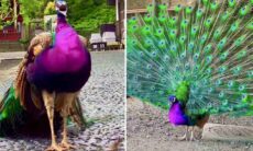 Esses vídeos de pavões abrindo as caudas é a coisa mais linda que você vai ver hoje