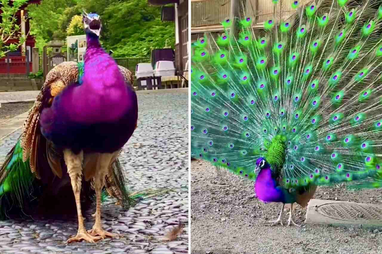 These videos of peacocks opening their tails are the most beautiful thing you'll see today