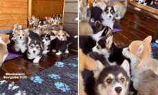 Esse vídeo com matilha gigantesca de cães da raça corgi é o que de mais fofo você vai ver hoje