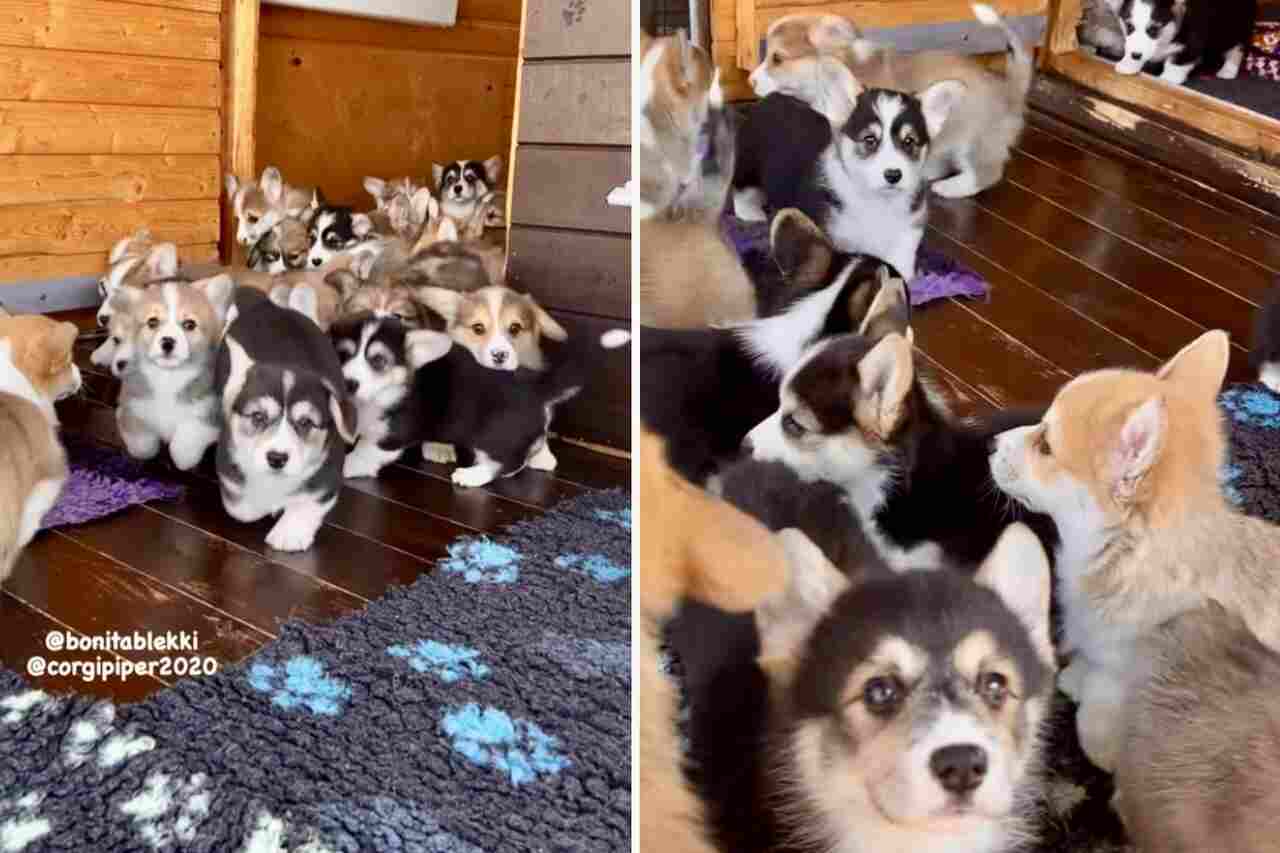 This video featuring a massive pack of corgi dogs is the cutest thing you'll see today