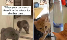 Vídeo hilário: gatos têm uma relação complicada com espelhos