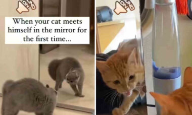 Vídeo hilário: gatos têm uma relação complicada com espelhos