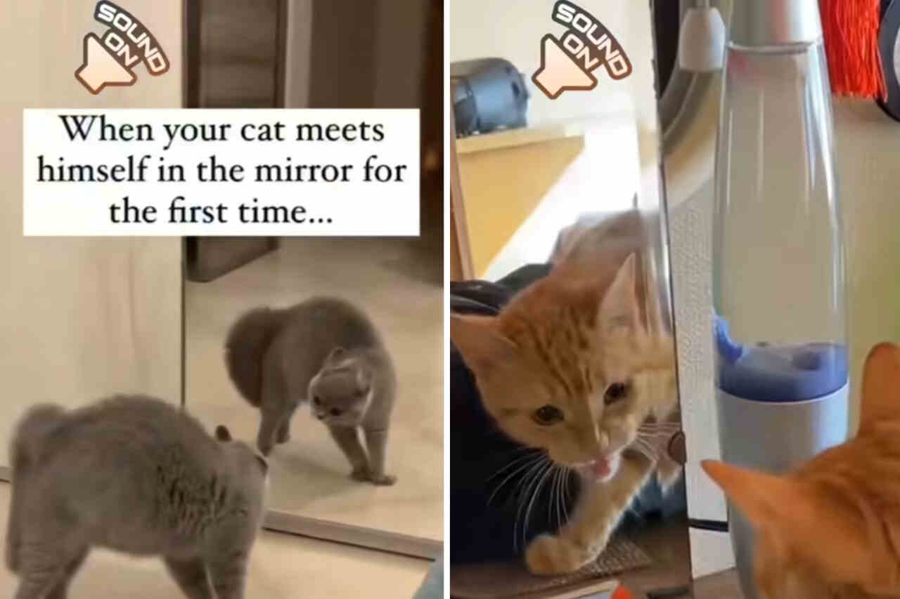 Unglaublich lustiges Video: Katzen haben eine komplizierte Beziehung zu Spiegeln