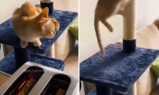 Vídeo hilário: gatos quase morrem do coração com torradeiras