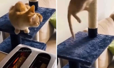 Vídeo hilário: gatos quase morrem do coração com torradeiras