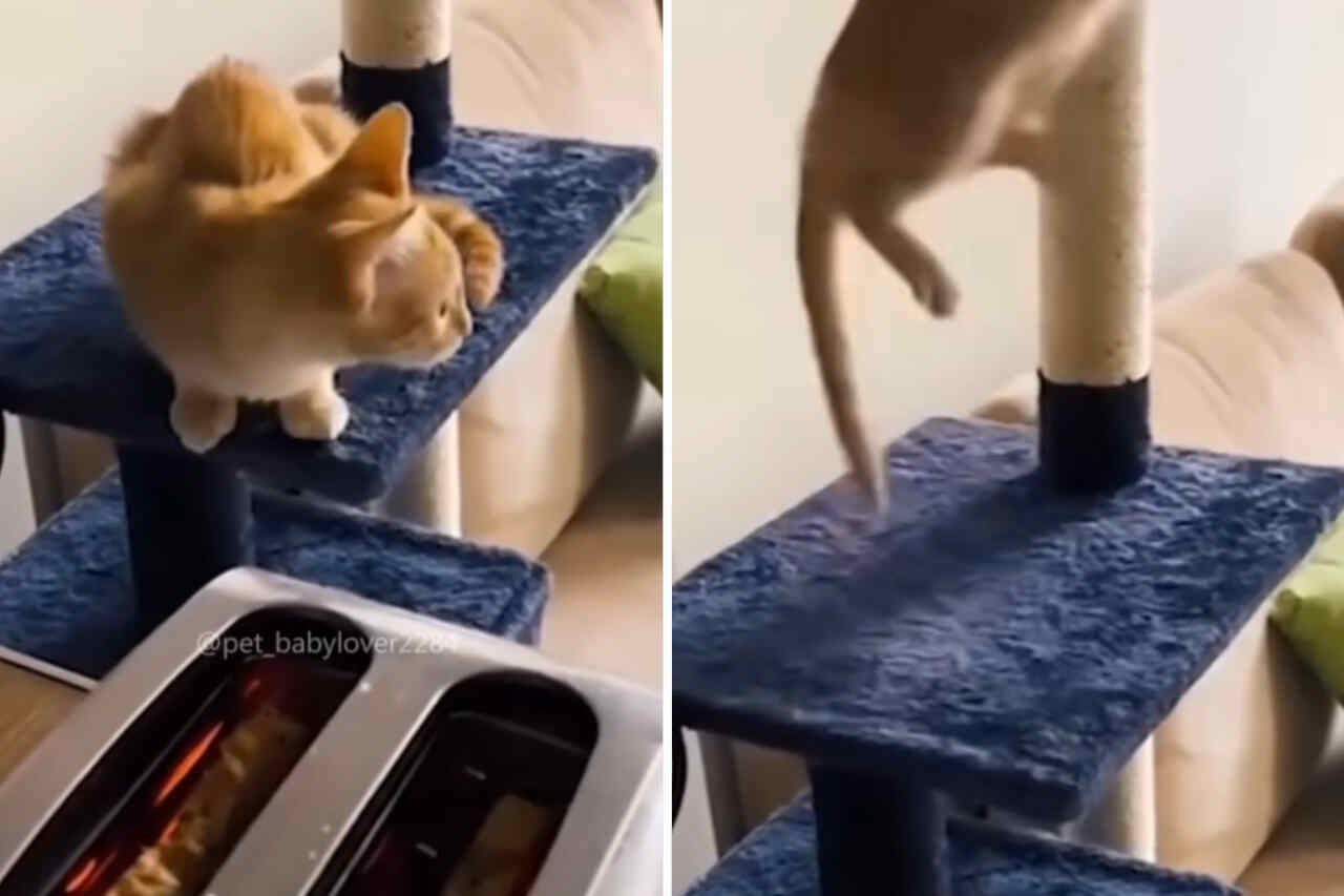 Witziges Video: Katzen fast vor Schreck gestorben mit Toastern