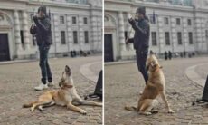 Vídeo hilário: cão dramático se emociona com violinista de rua