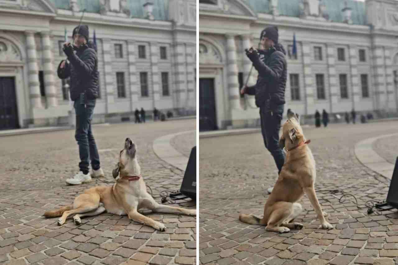 Hilarisk video: Dramatisk hund blir emosjonell av gatefiolinist