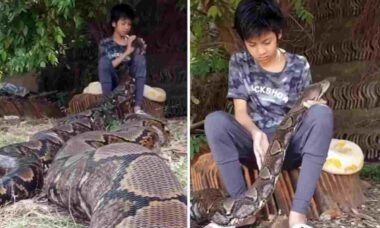 Pojken behandlar två gigantiska ormar som husdjur. Foto: Reproduktion Instagram