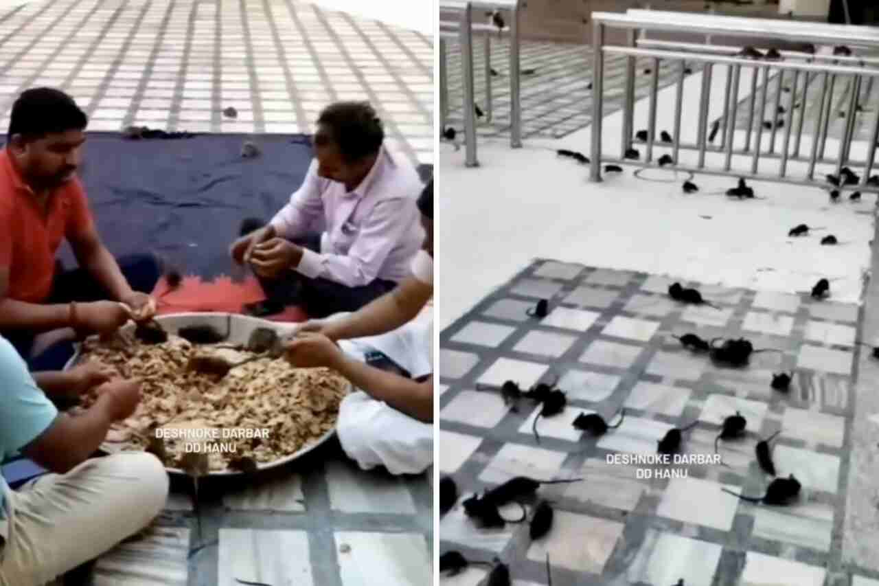 Inder bereiten Mahlzeit an von Ratten verseuchtem Ort zu