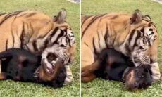 Vídeo fofo, mas amedrontador: tigre gigantesco e cão rottweiler são melhores amigos