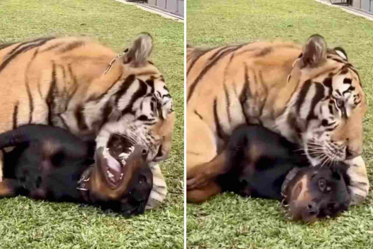 Cute but frightening video: giant tiger and rottweiler dog are best friends