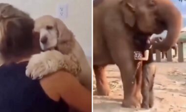 Vídeo fofo: animais de todas as espécies amam um abraço