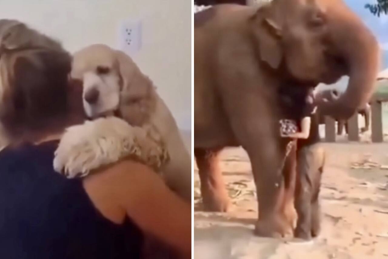 Cute video: animals of all species love a hug