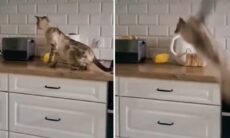 Se hur en rädd katt är kapabel till allt. Foto: Instagram Reproduktion