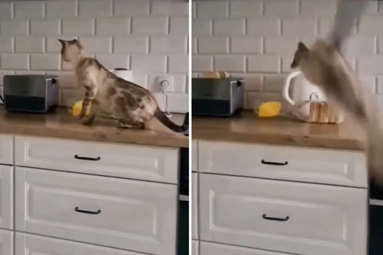 See how a frightened cat is capable of anything. Photo: Instagram Reproduction