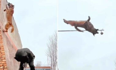På ett chockerande sätt utför en belgisk Malinois vallhund akrobatiska konster som utmanar tyngdkraften. Foto: Instagram Reproduktion