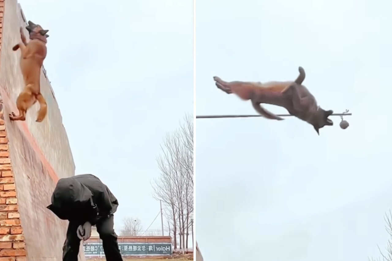 På en sjokkerende måte utfører en belgisk Malinois gjeterhund akrobatiske kunststykker som utfordrer tyngdekraften. Foto: Instagram Reproduksjon