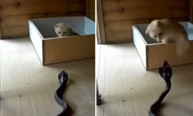 Kolla in imponerande inspelningar av katter och ormar i dödliga dueller. Foto: Instagram Reproduktion